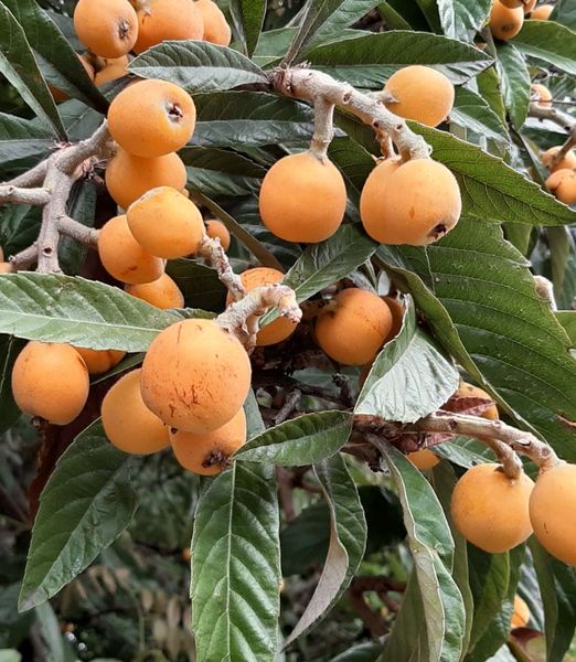 Eriobotrya japonica 120+ cm